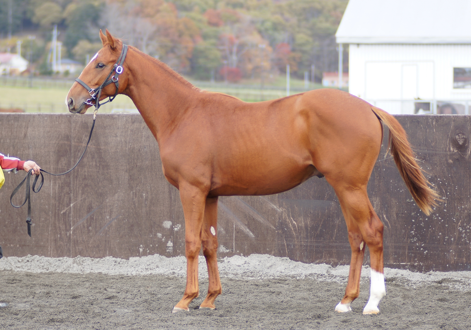 [贩売予定马]ディープアイ2014(牡父パイロ)